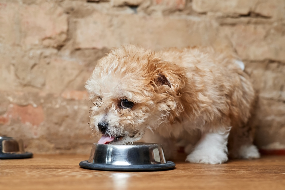 9 Best Dog Foods for Maltipoos in 2026 - Reviews & Top Picks