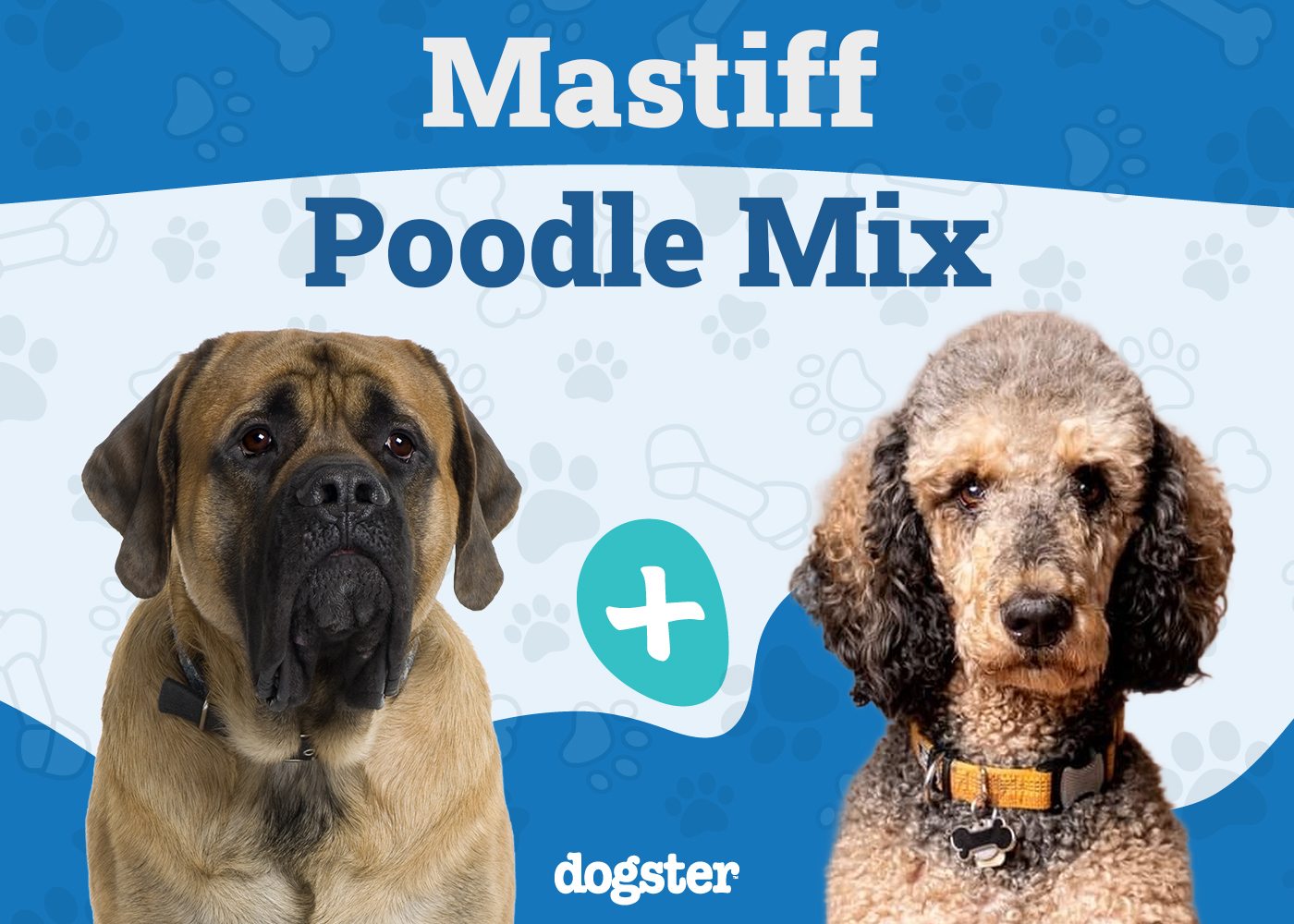 Mastidoodle (Mastiff & Poodle Mix): Info, Pictures, Care & More