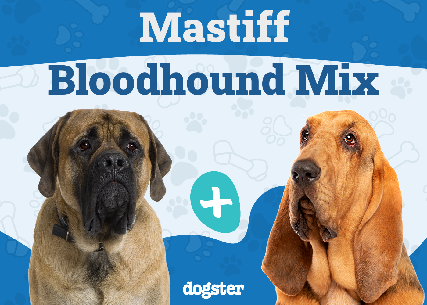 Mastiff Bloodhound Mix: Info, Pictures, Care & More