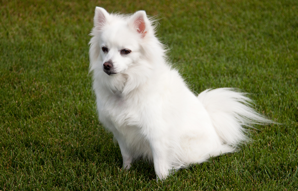 Miniature American Eskimo Dog Breed: Info, Pictures, Care & More