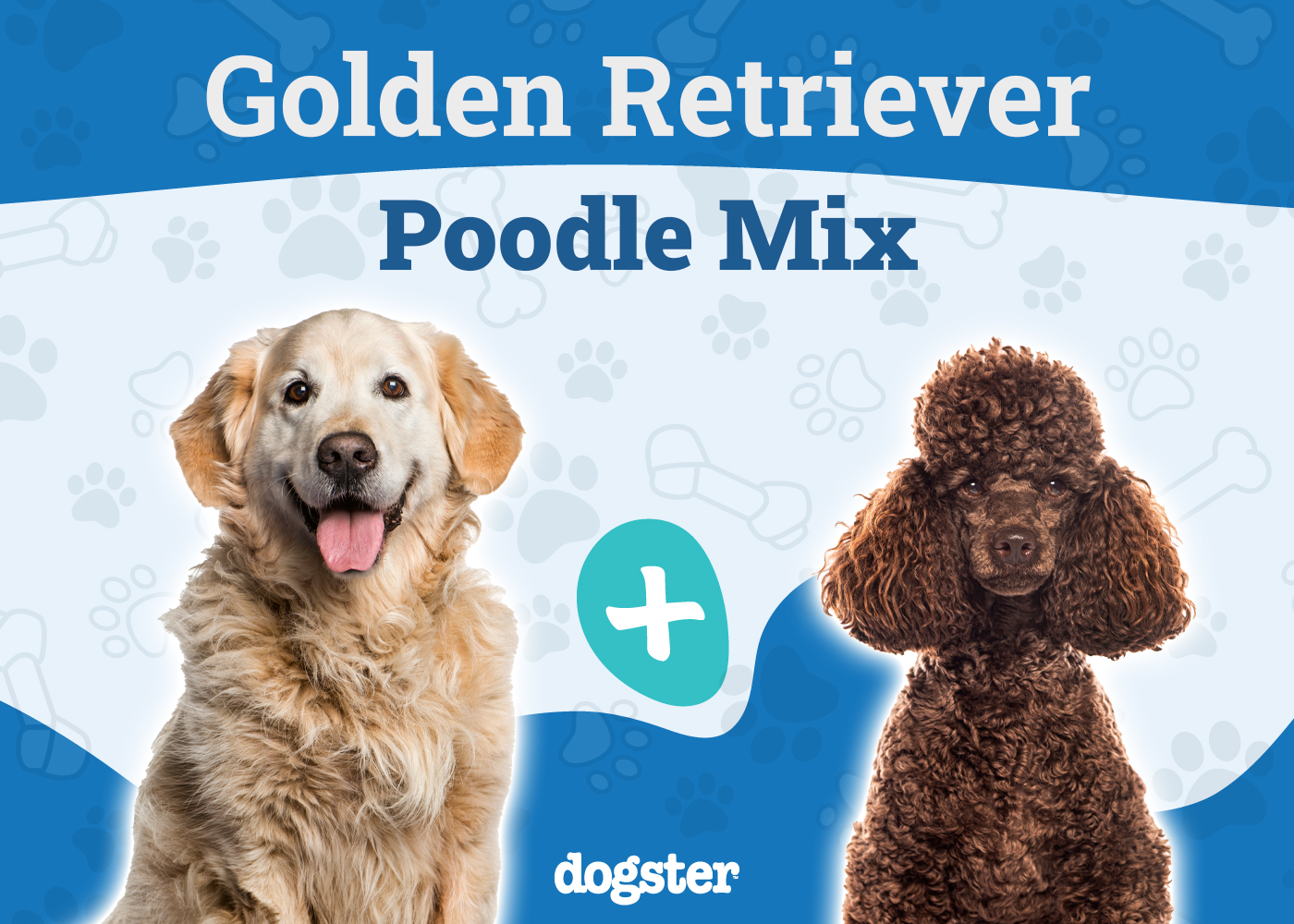 Mini Goldendoodle Dog Breed: Info, Pictures, Care & More