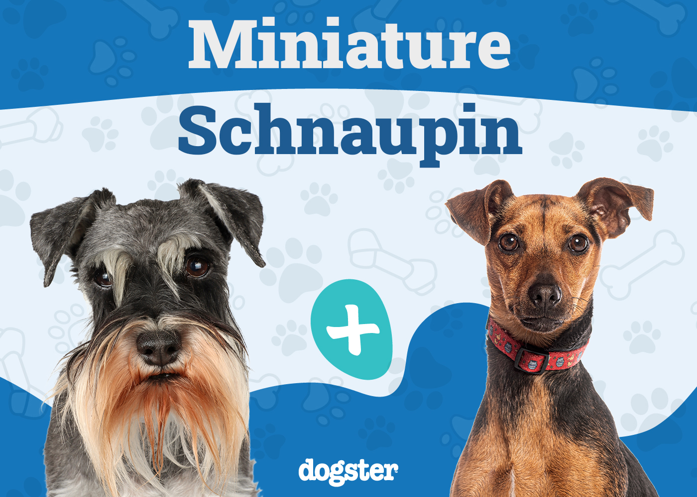 Miniature Schnaupin Dog Breed: Info, Pictures, Care & More