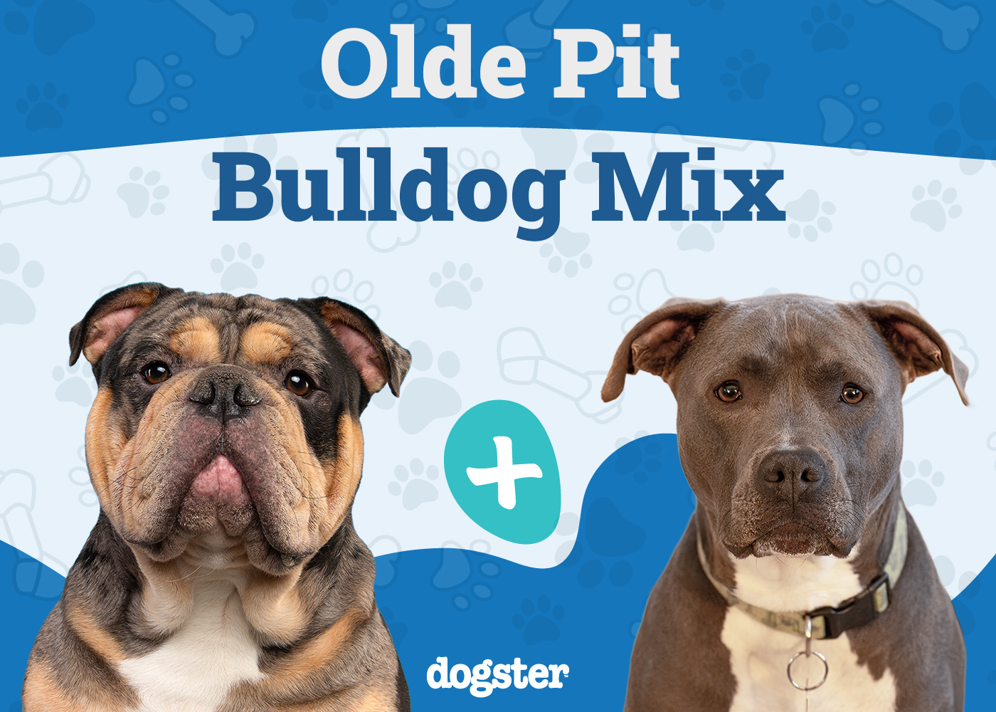 Olde Pit Bulldogge Breed Guide: Info, Pictures & Care Guide