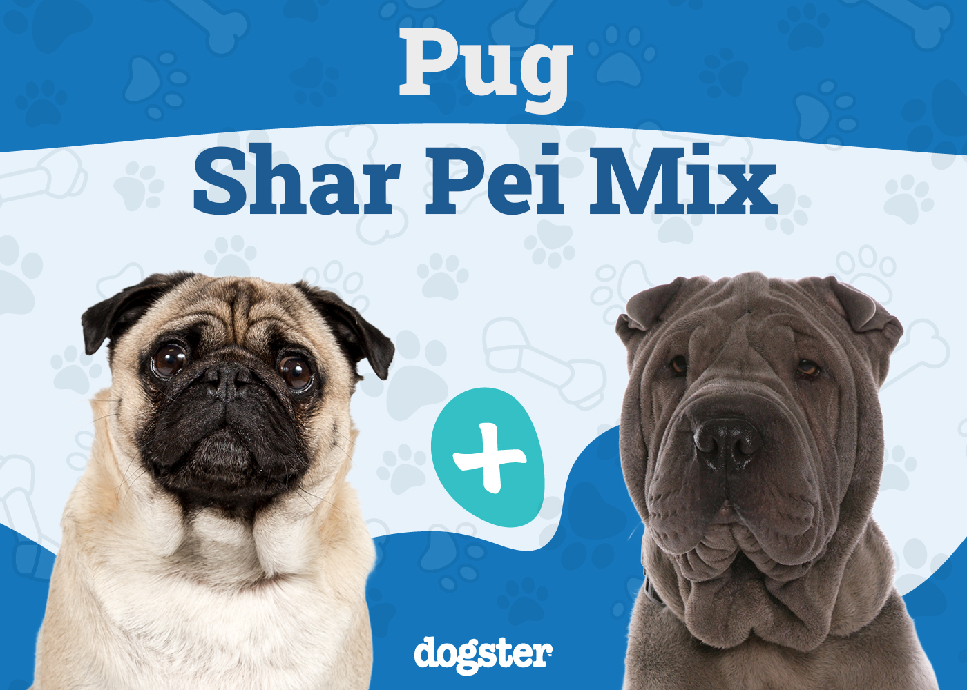 Ori Pei (Chinese Shar-Pei Pug Mix): Info, Pictures, Care & More