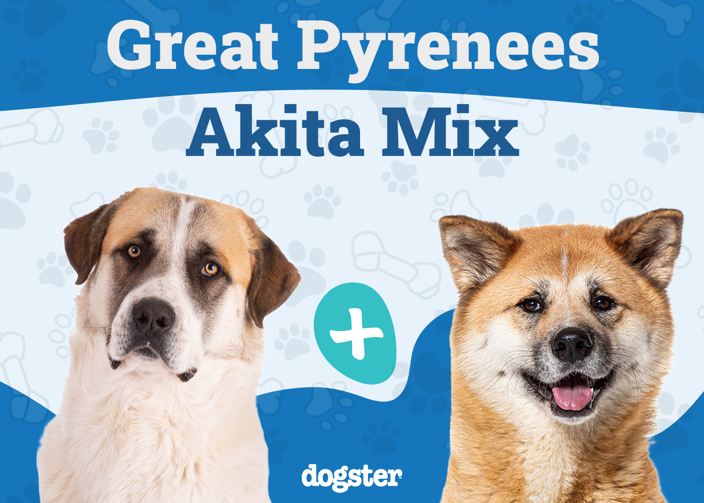Pakita (Akita Great Pyrenees Mix): Info, Pictures, Care & More