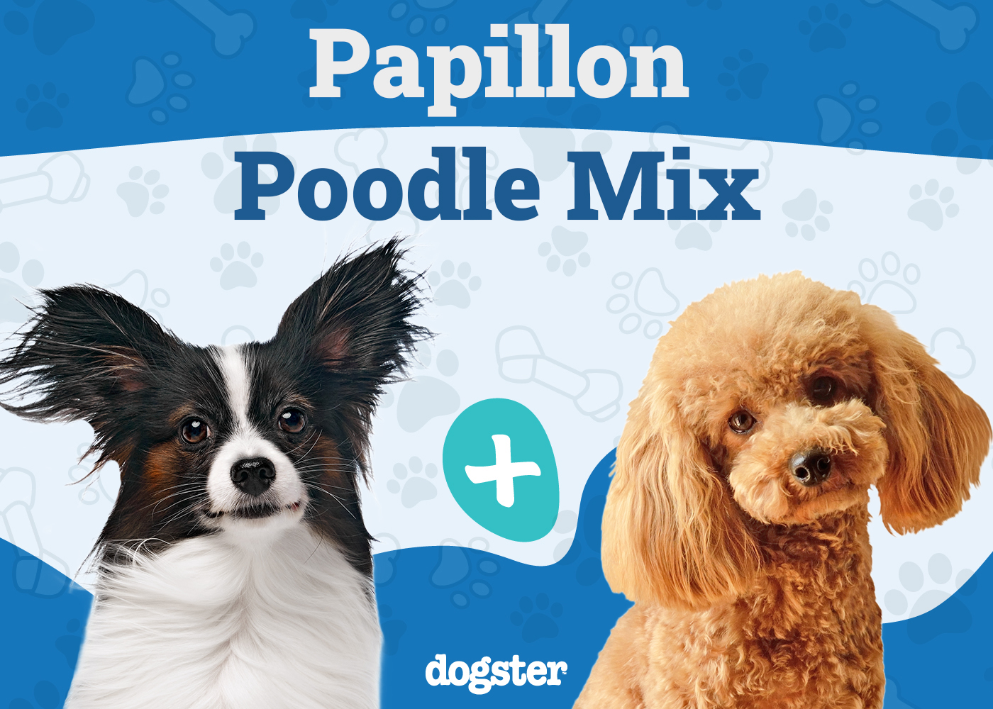 Papipoo (Papillon & Poodle Mix) Dog Breed: Info, Pictures, Care & More