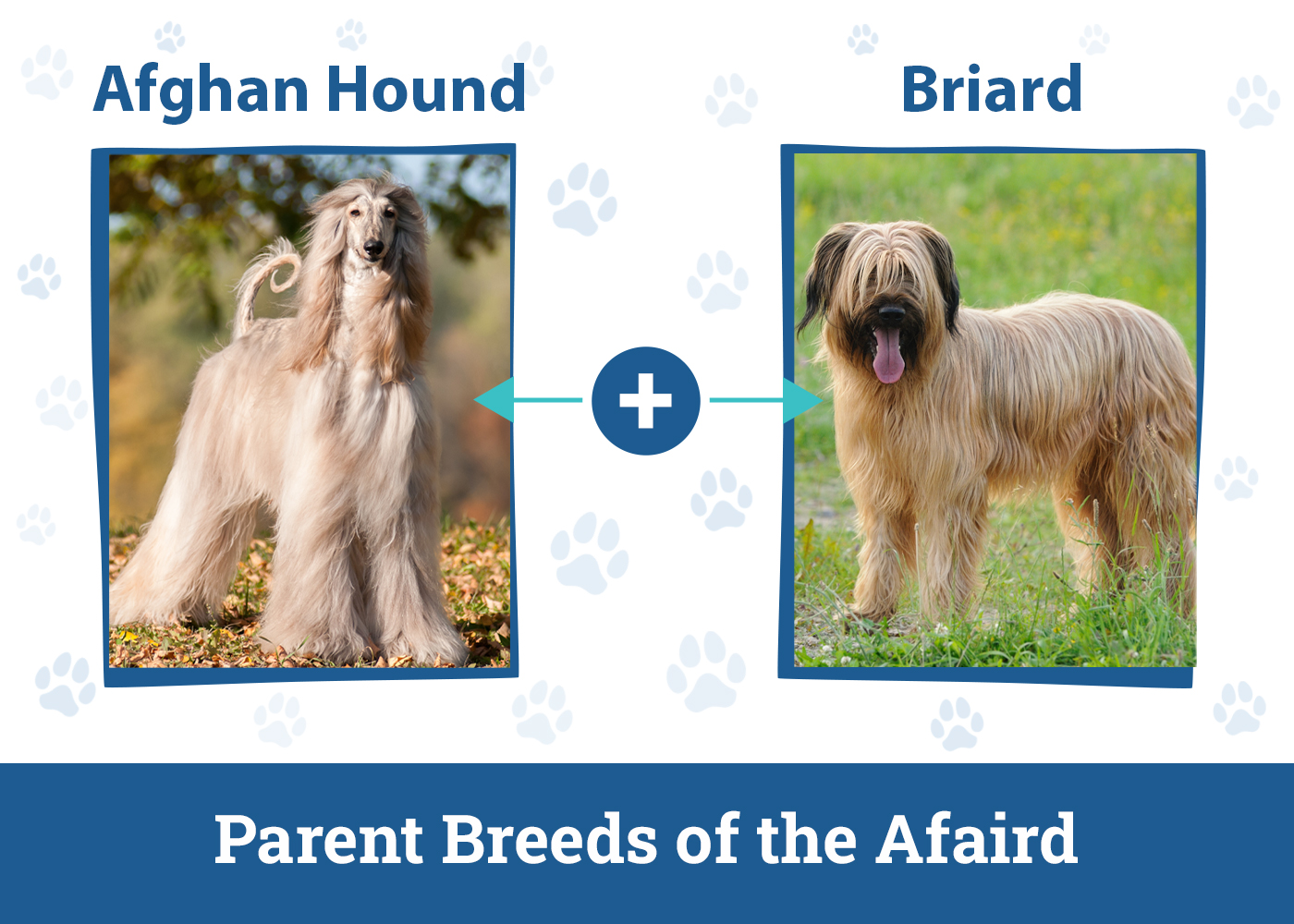 Parent Breeds of the Afaird
