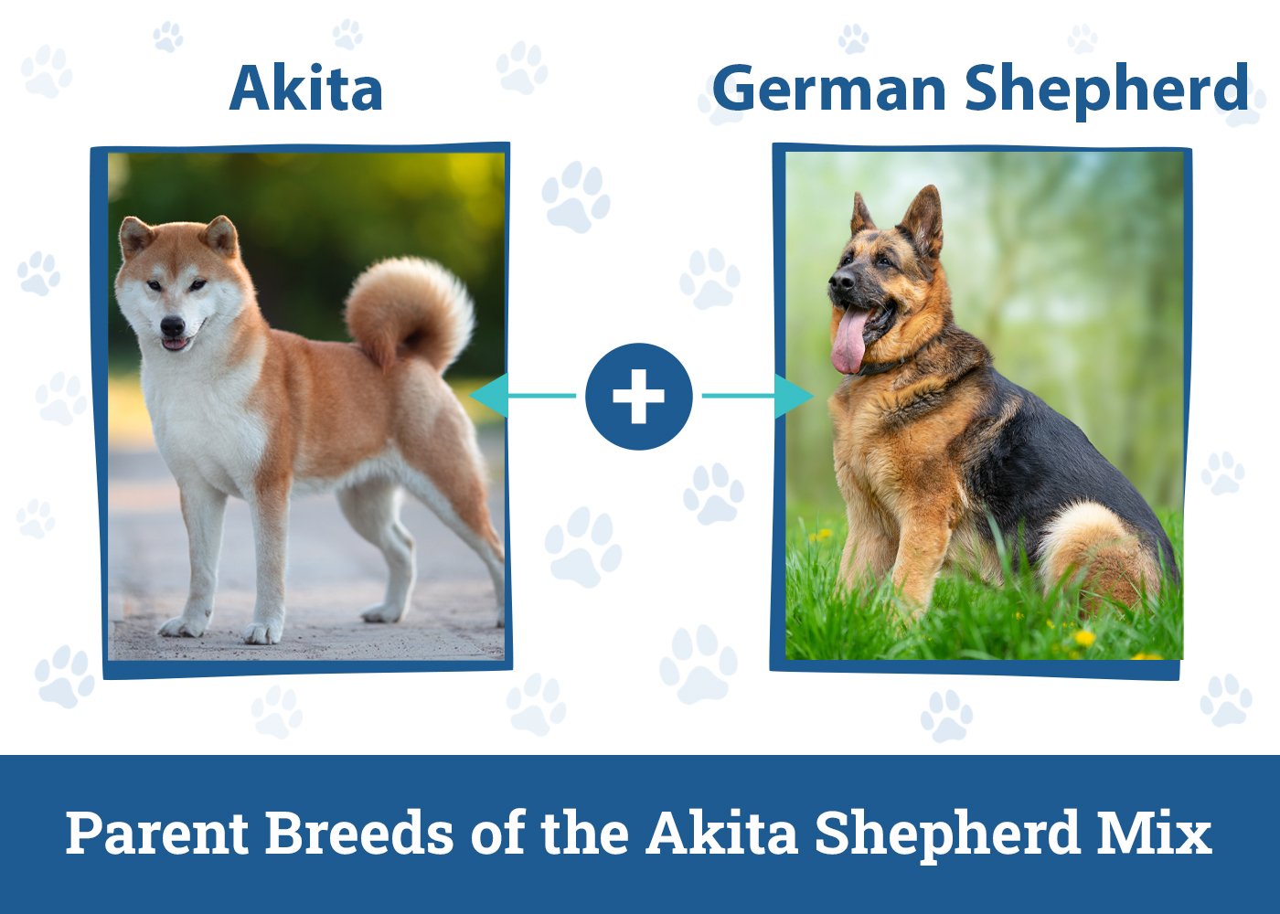 Parent Breeds of the Akita Shepherd Mix
