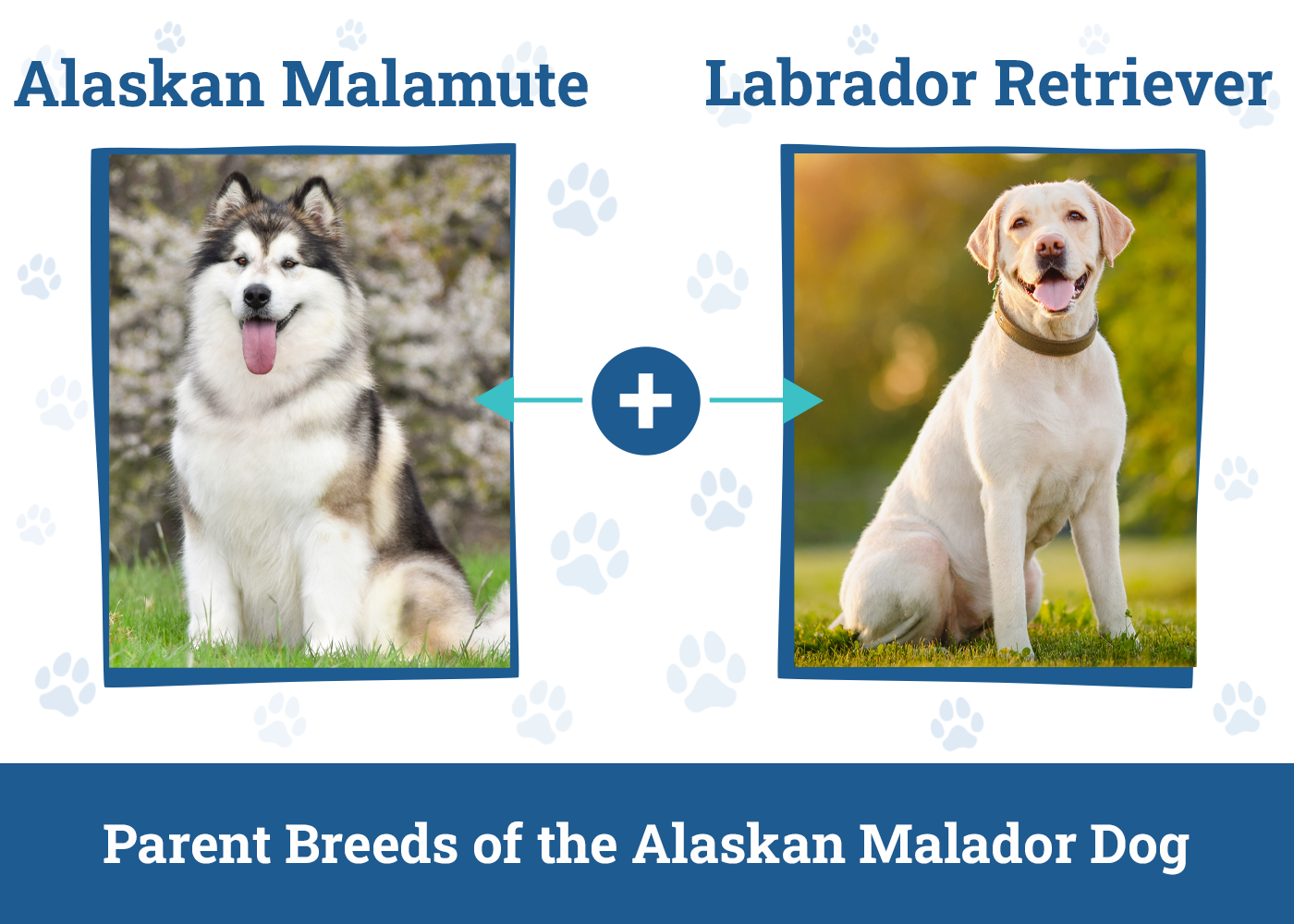 Parent Breeds of the Alaskan Malador Dog