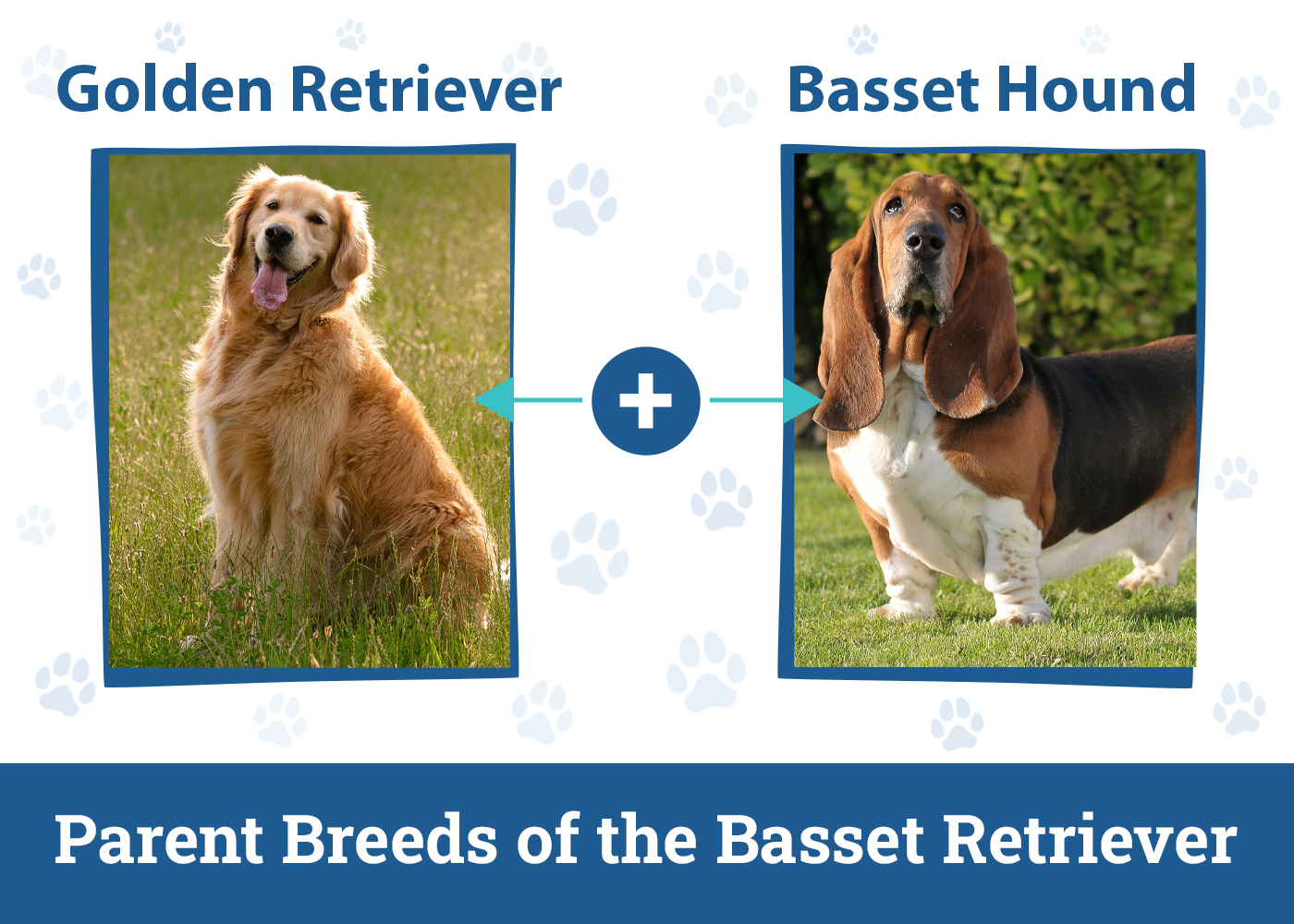 Parent Breeds of the Basset Retriever