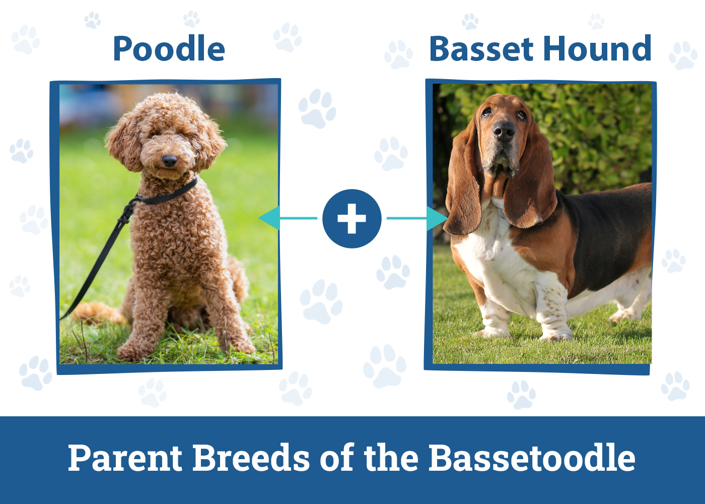 Parent Breeds of the Bassetoodle