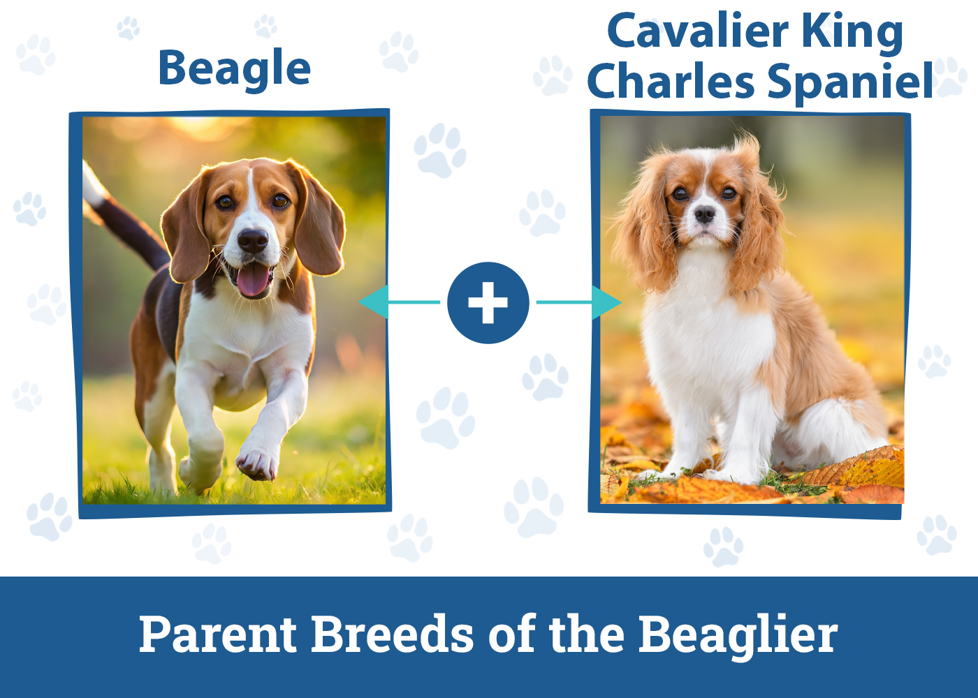 Parent Breeds of the Beaglier