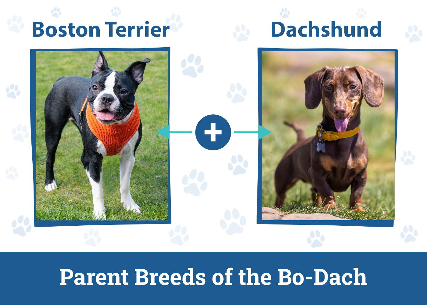 Parent Breeds of the Bo-Dach