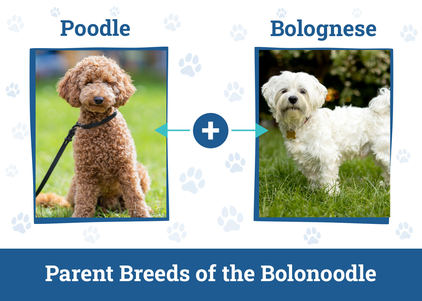 Parent Breeds of the Bolonoodle