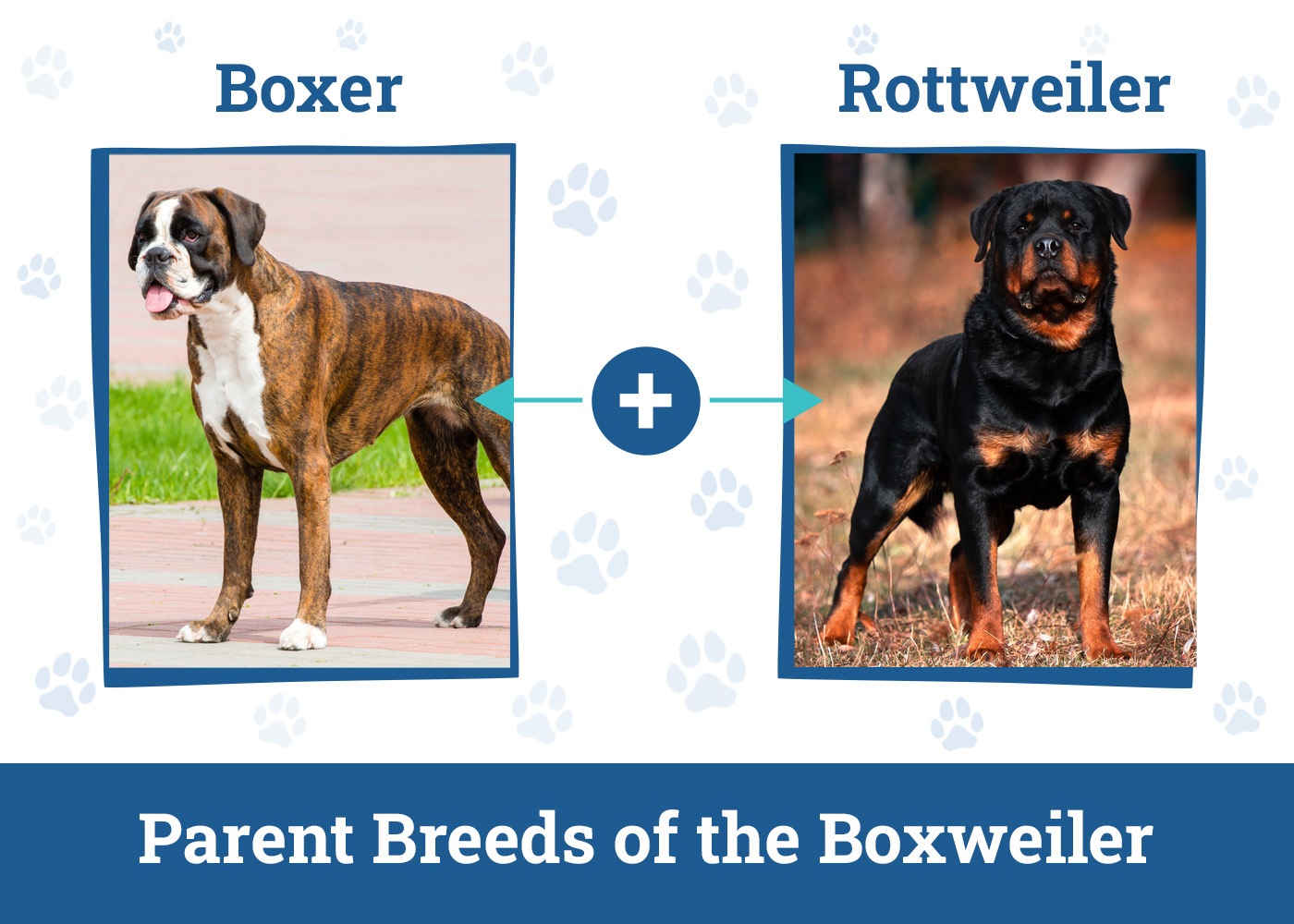 Parent Breeds of the Boxweiler