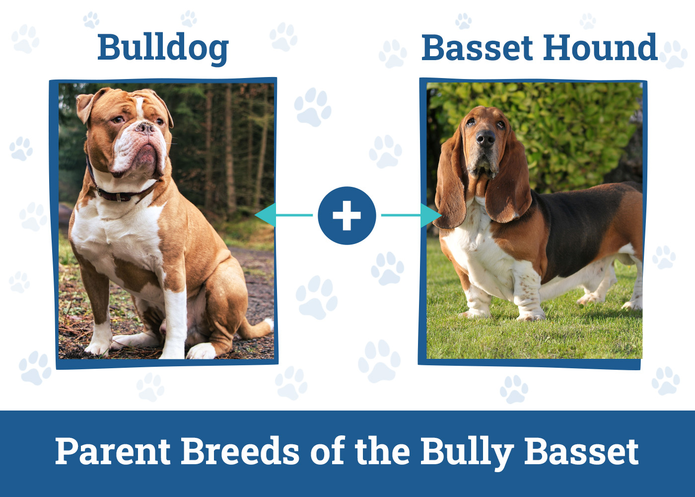 Parent Breeds of the Bully Basset