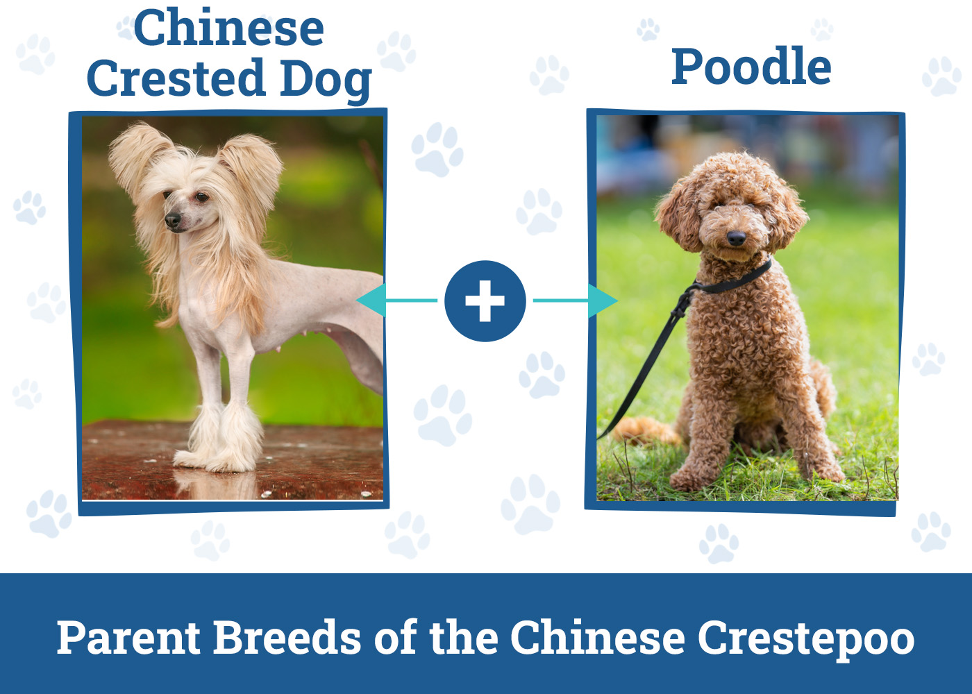 Parent Breeds of the Chinese Crestepoo