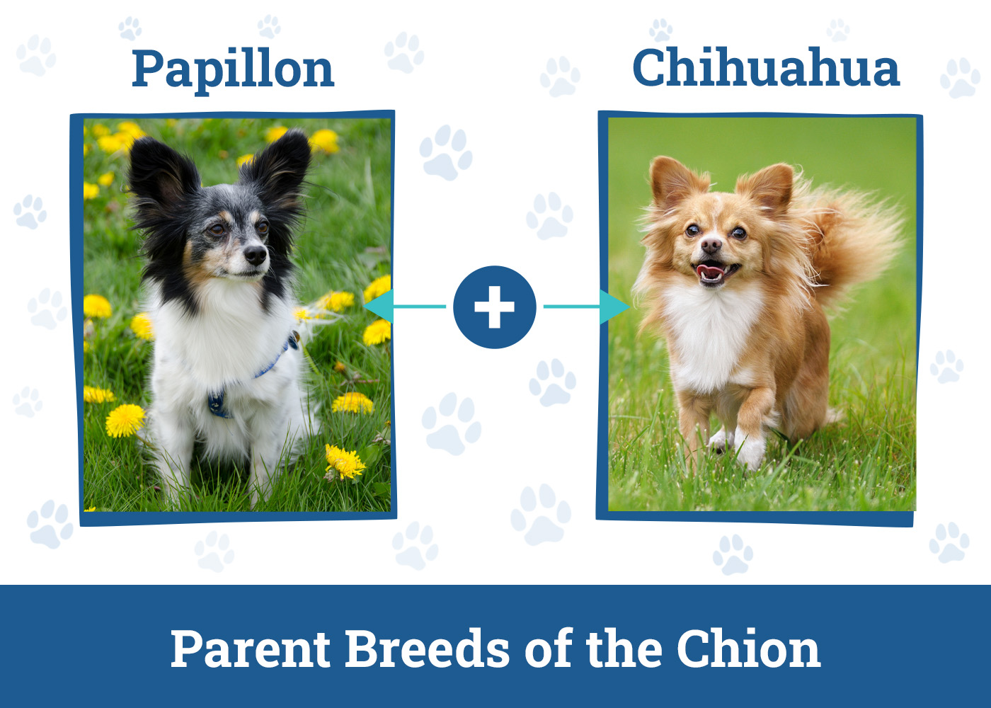 Parent Breeds of the Chion