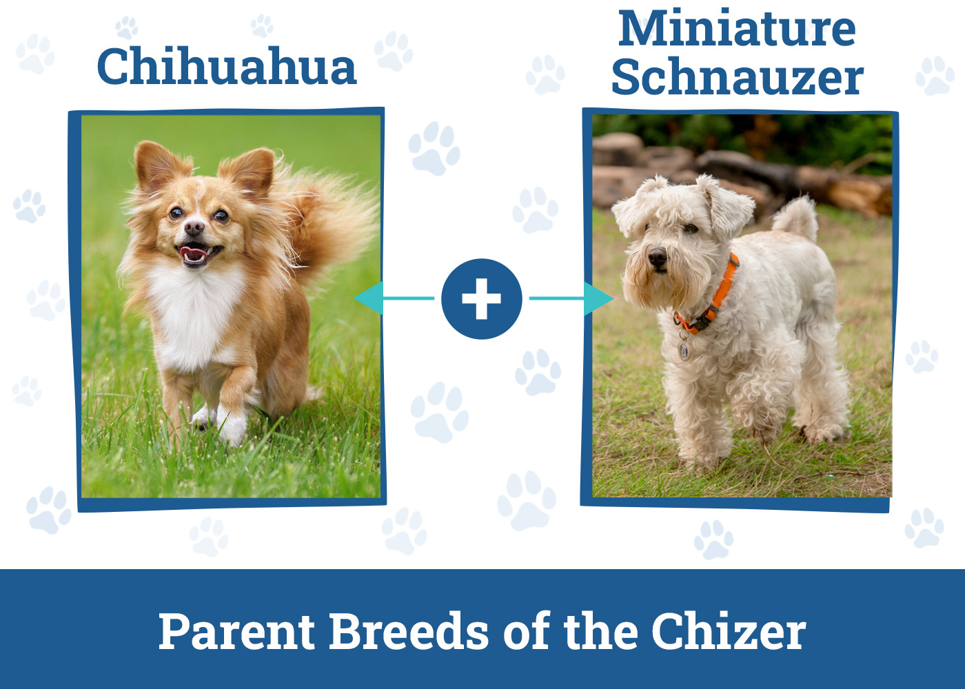 Parent Breeds of the Chizer