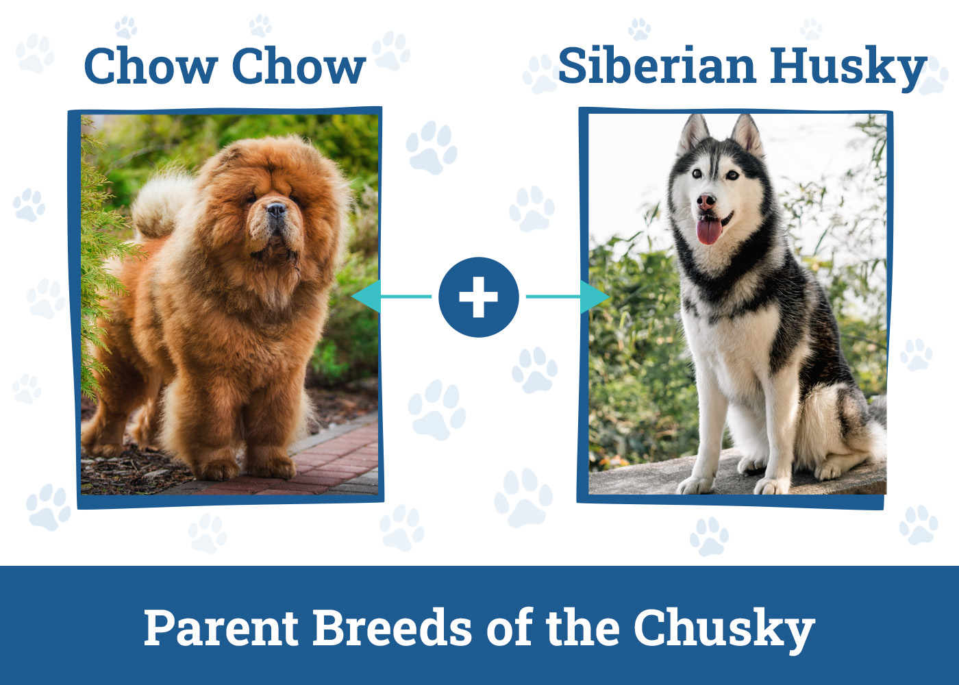 Parent Breeds of the Chusky