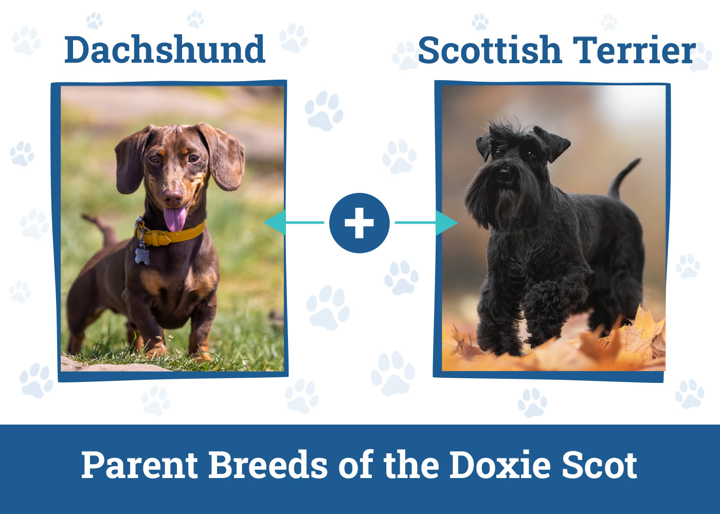 Parent Breeds of the Doxie Scot
