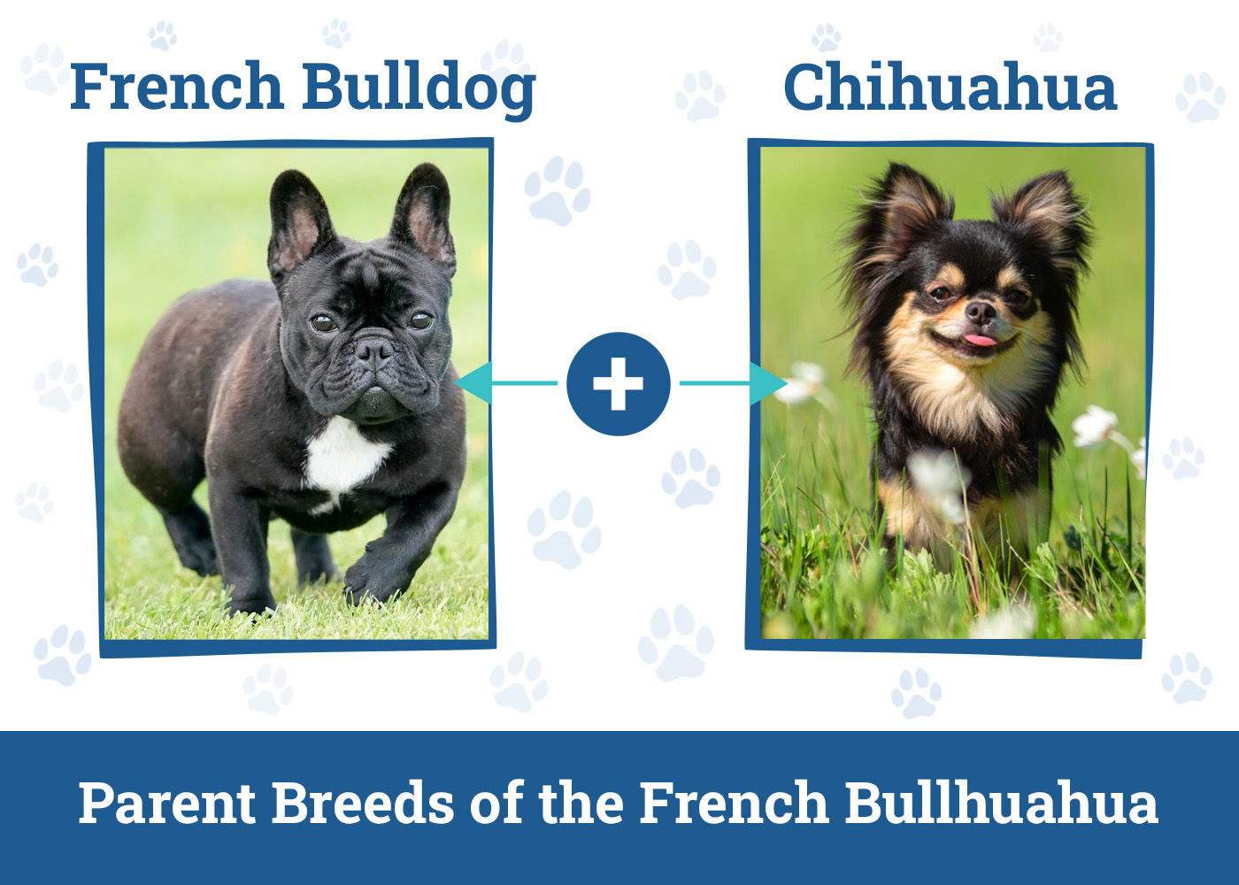 Parent Breeds of the French Bullhuahua