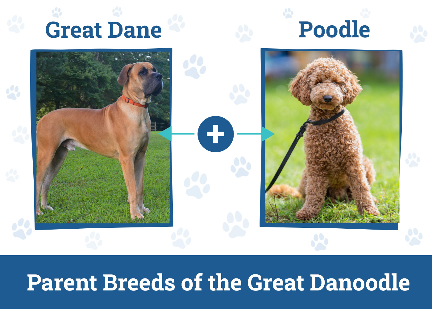 Parent Breeds of the Great Danoodle