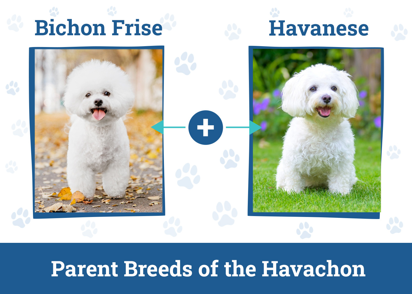 Parent Breeds of the Havachon