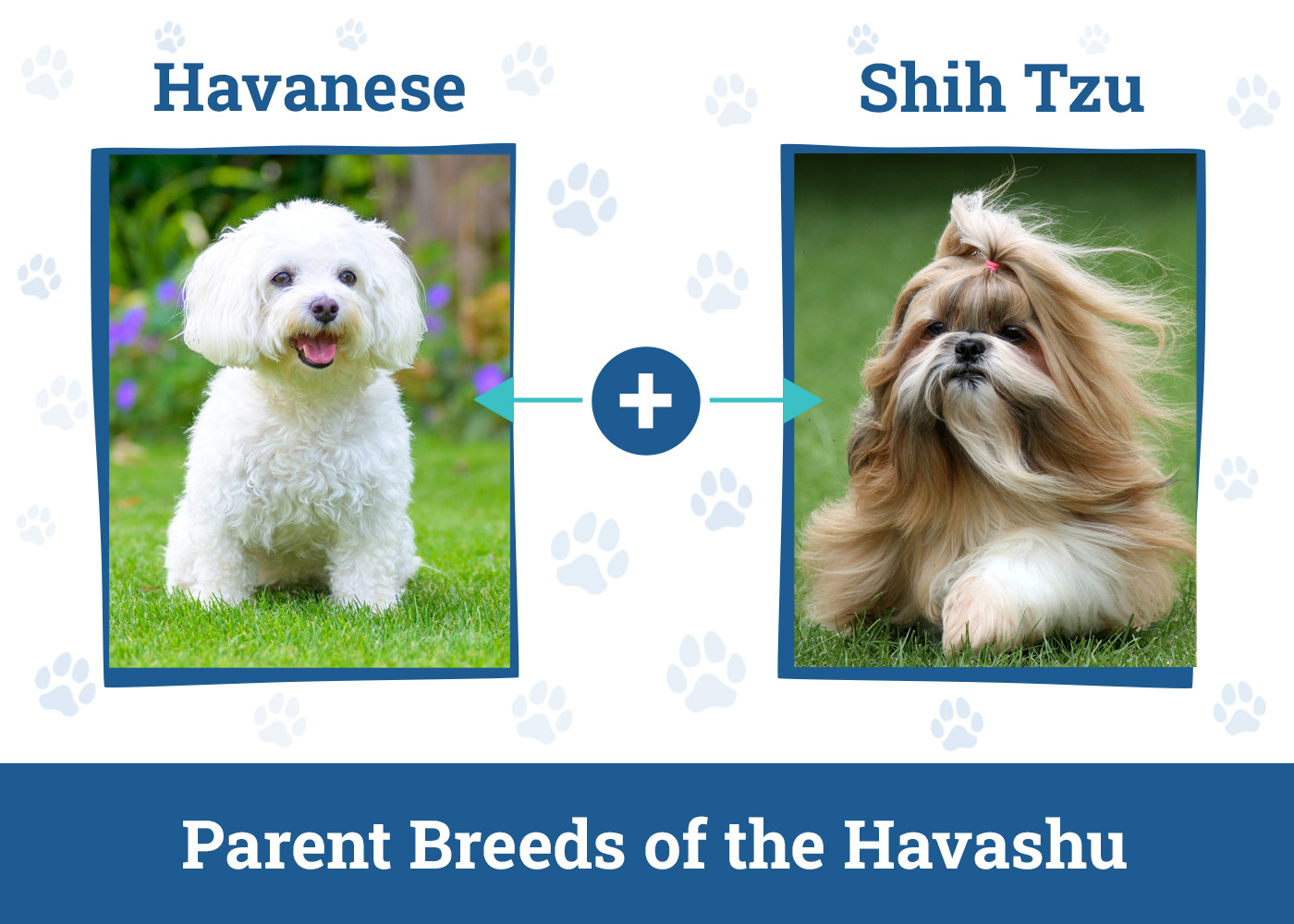 Parent Breeds of the Havashu