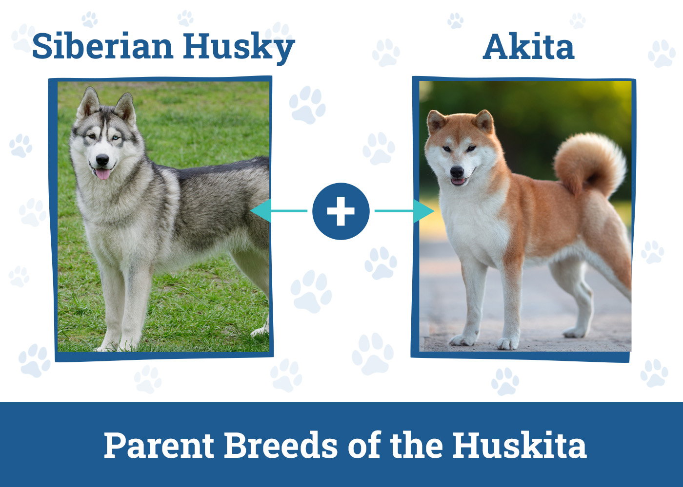 Parent Breeds of the Huskita