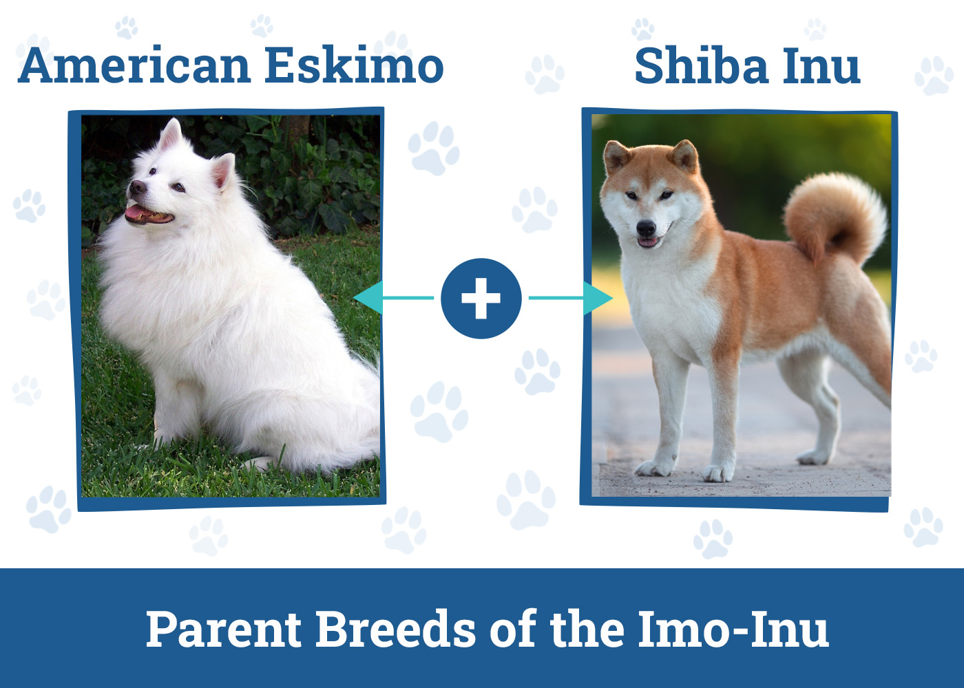 Parent Breeds of the Imo-Inu