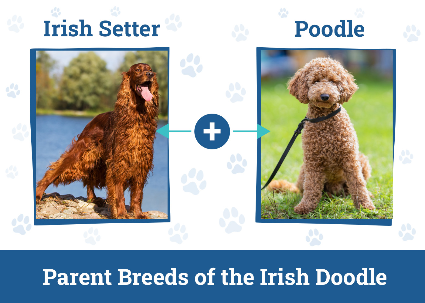 Parent Breeds of the Irish Doodle
