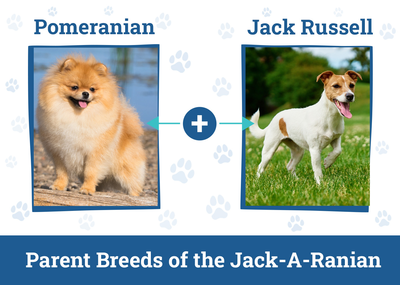 Parent Breeds of the Jack-A-Ranian