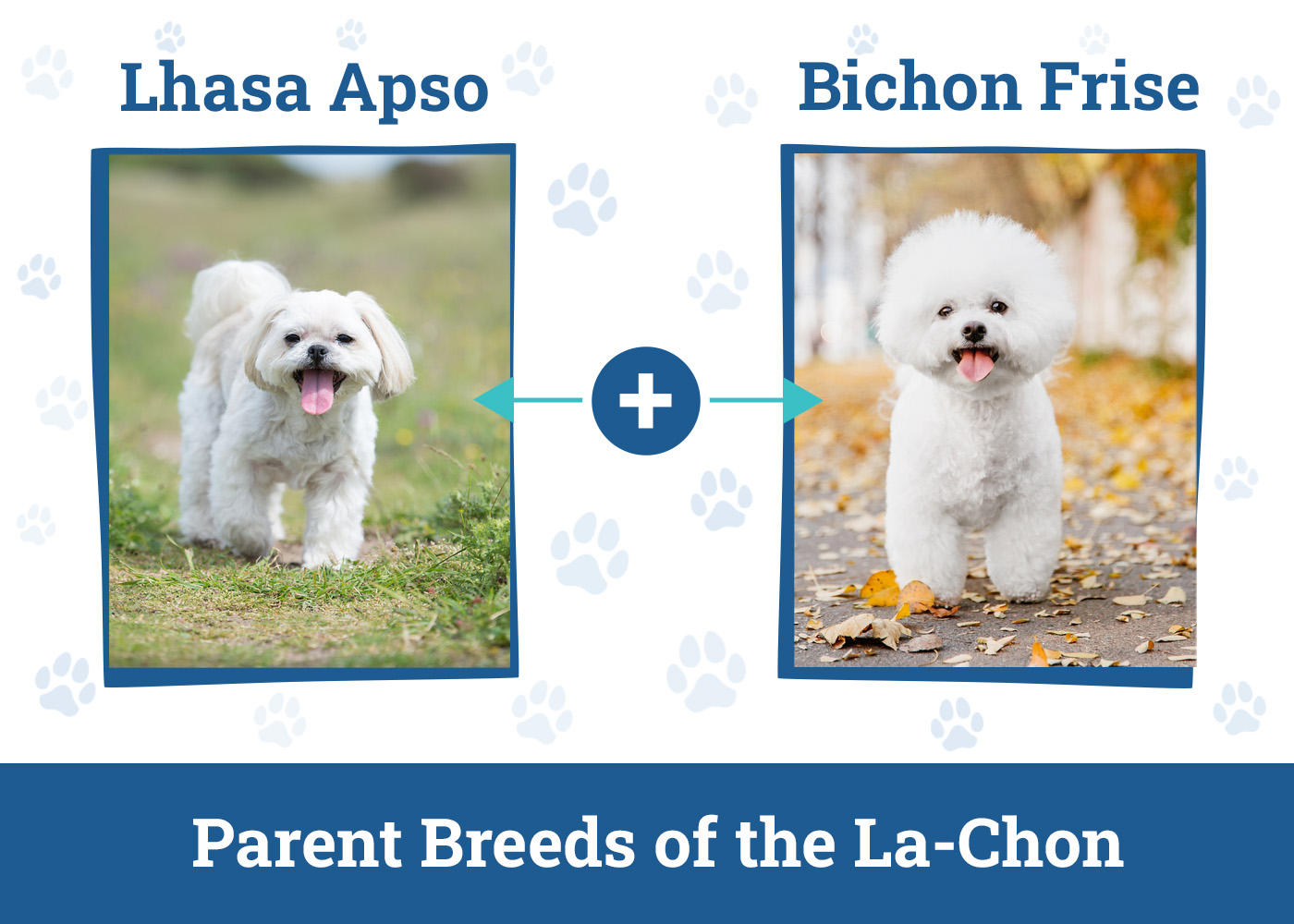 Parent Breeds of the La-Chon