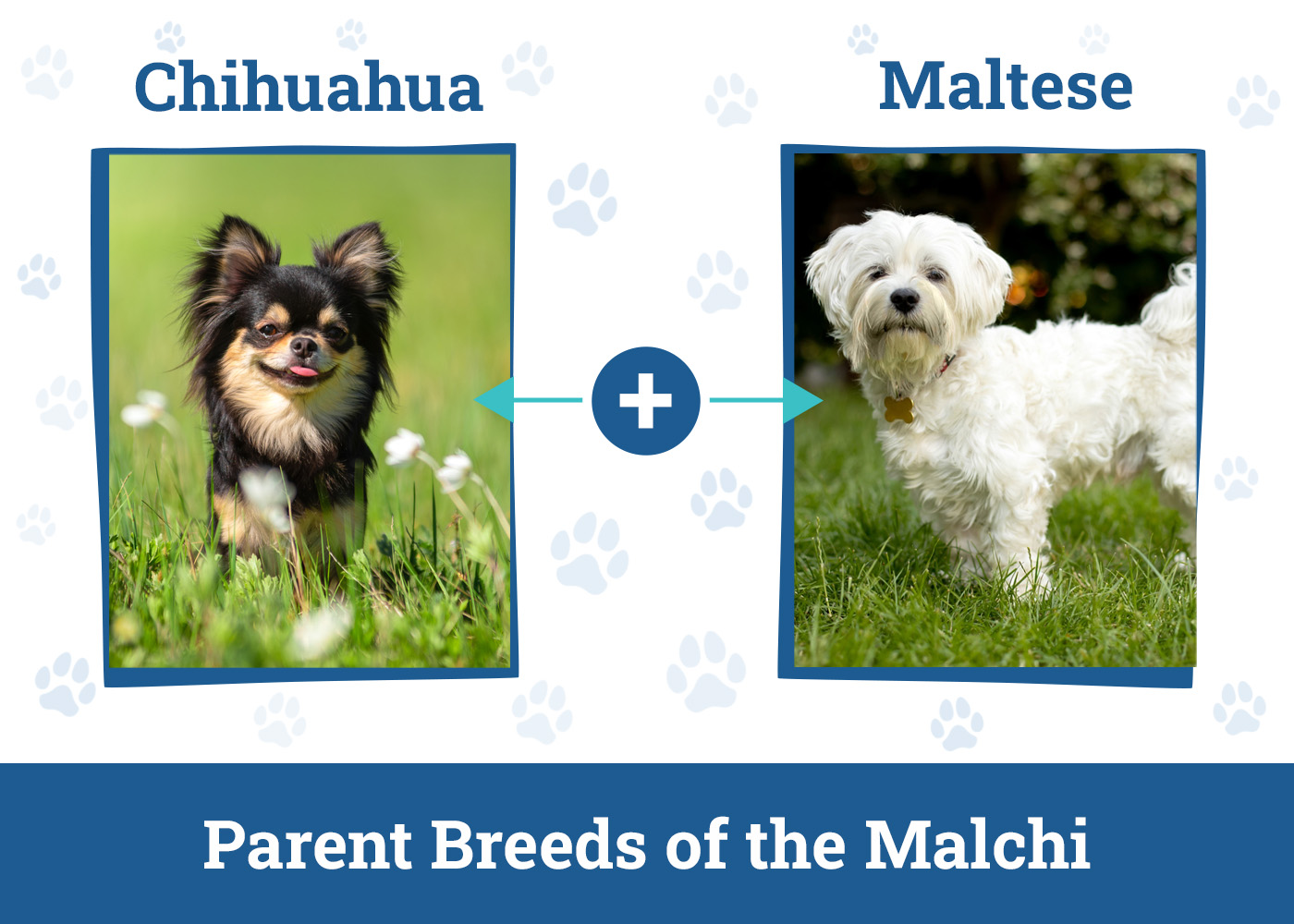 Parent Breeds of the Malchi