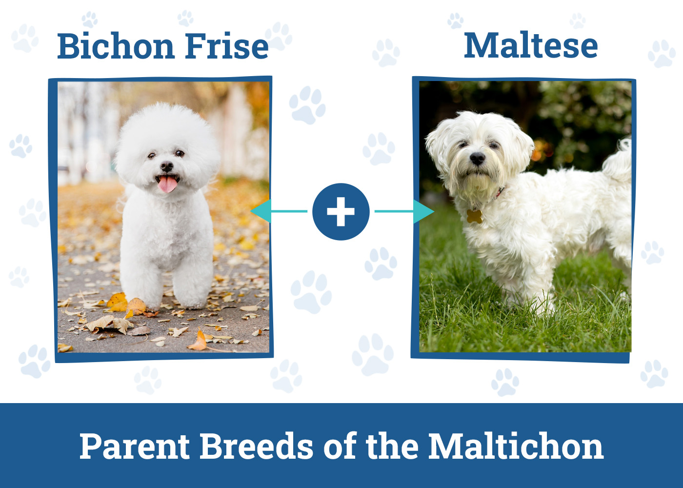 Parent Breeds of the Maltichon