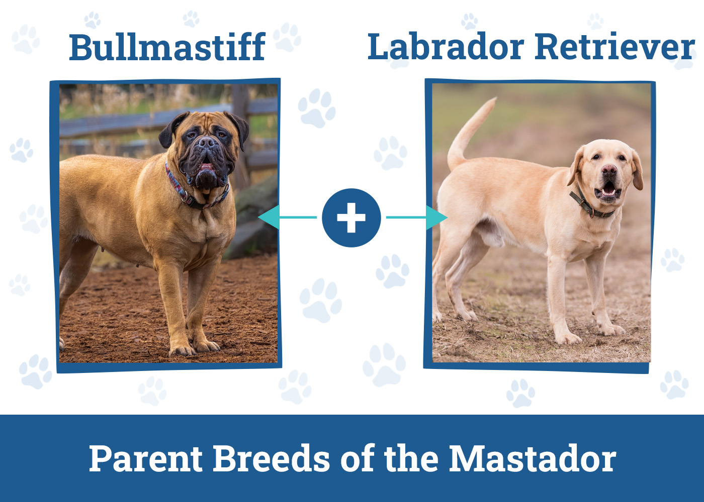 Parent Breeds of the Mastador