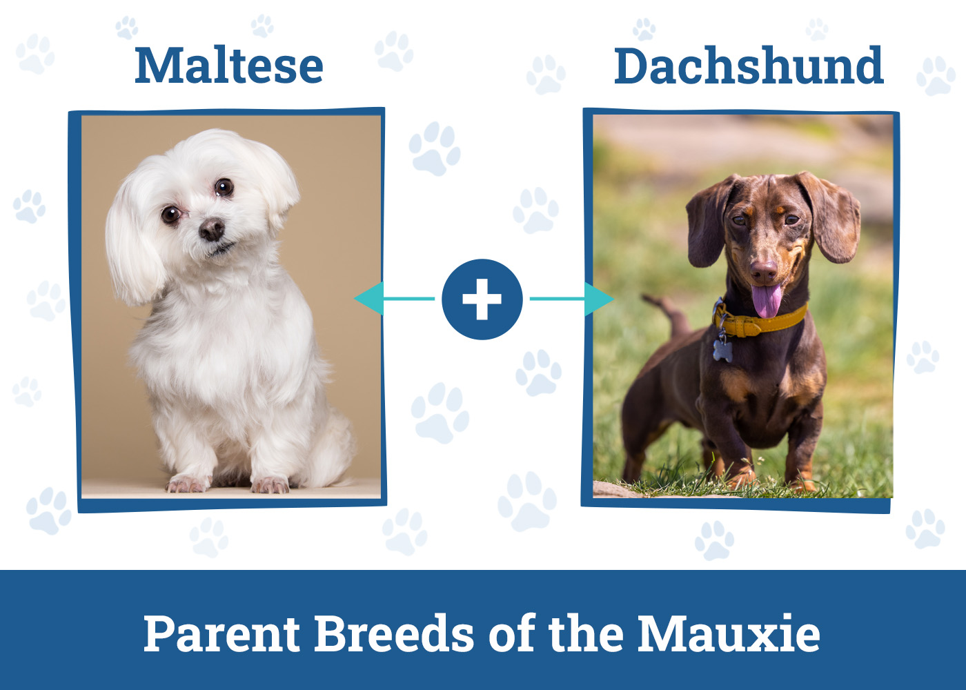 Parent Breeds of the Mauxie