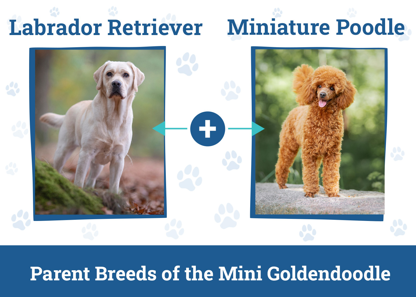 Parent Breeds of the Mini Goldendoodle