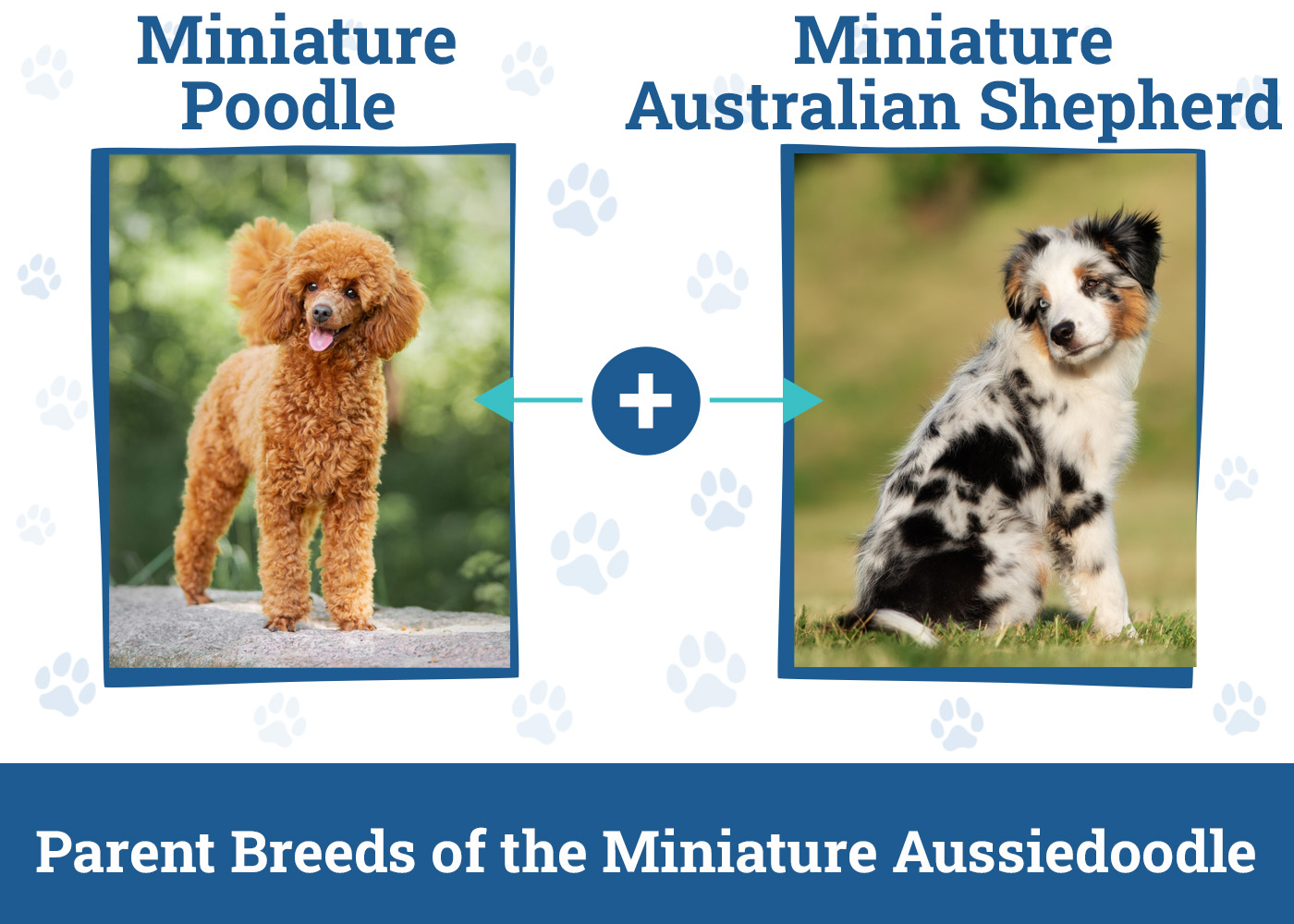 Parent Breeds of the Miniature Aussiedoodle