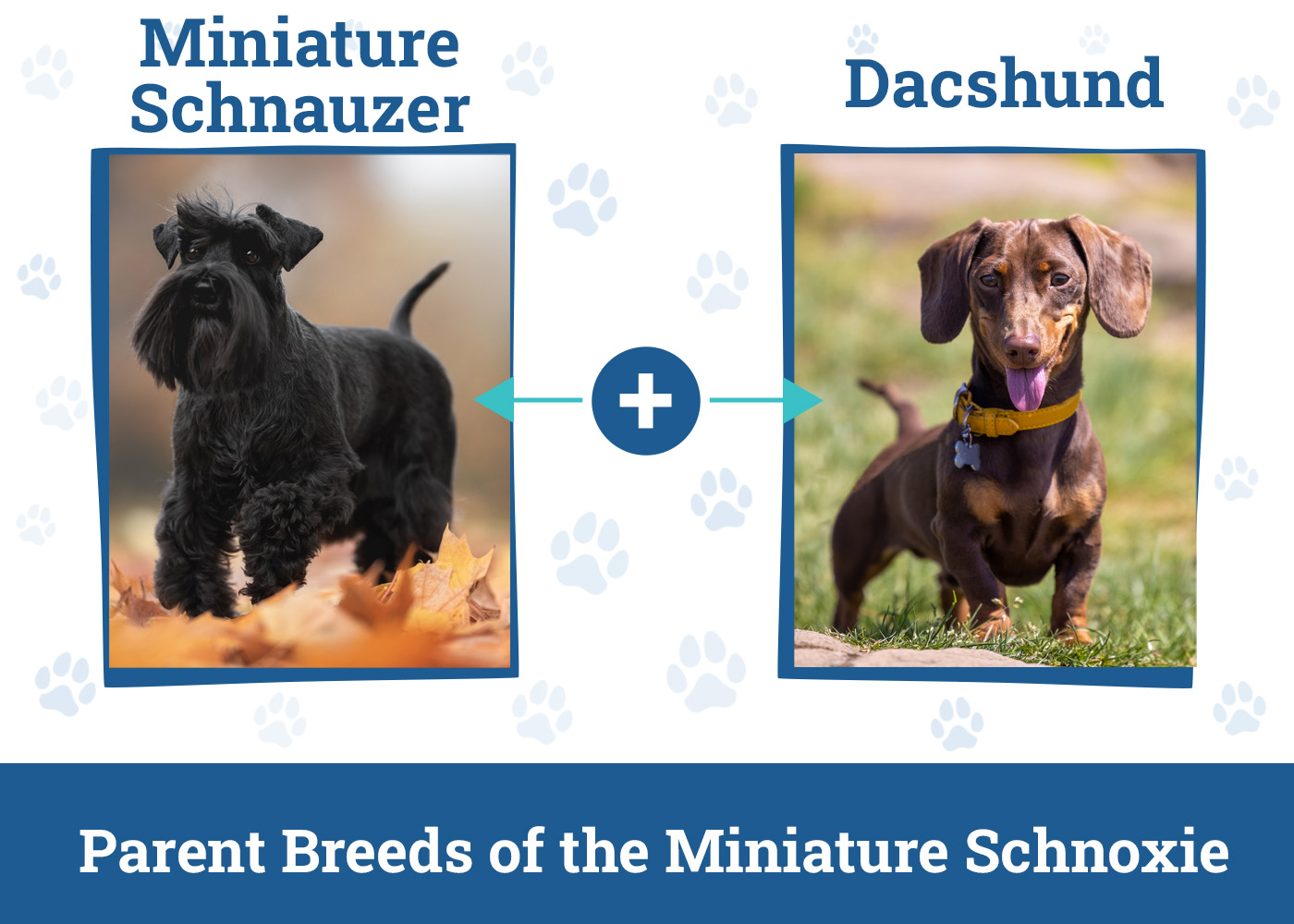 Parent Breeds of the Miniature Schnoxie