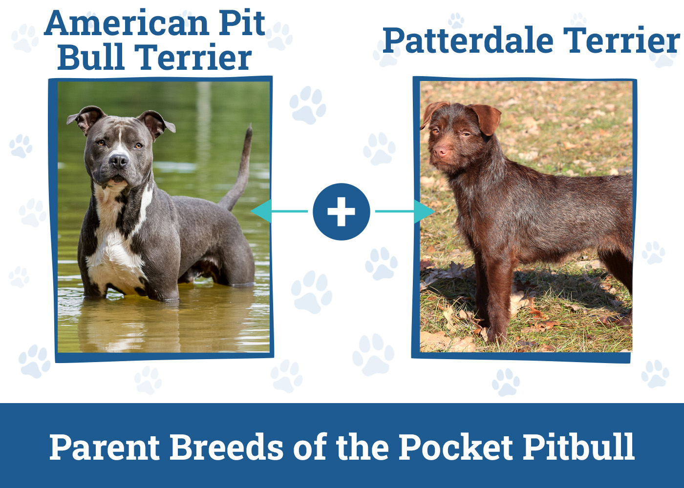 Parent Breeds of the Pocket Pitbull