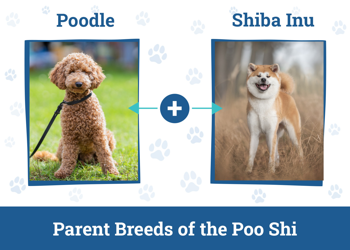 Parent Breeds of the Poo Shi