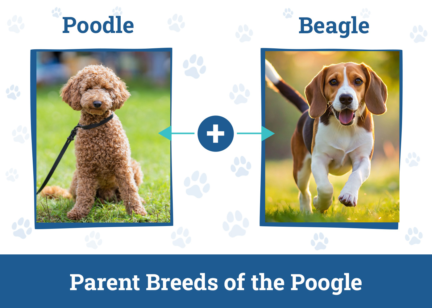 Parent Breeds of the Poogle