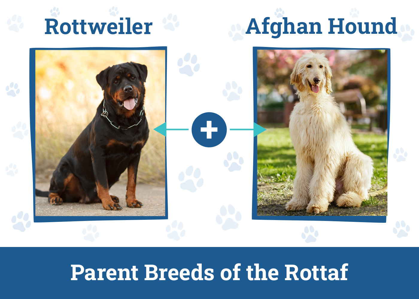 Parent Breeds of the Rottaf
