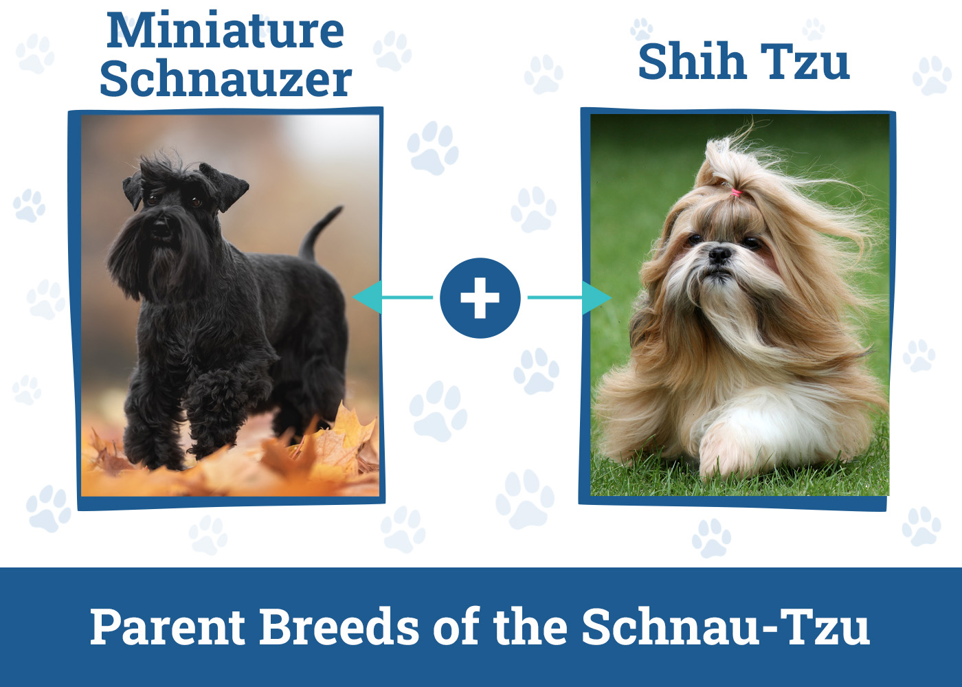 Parent Breeds of the Schnau-Tzu