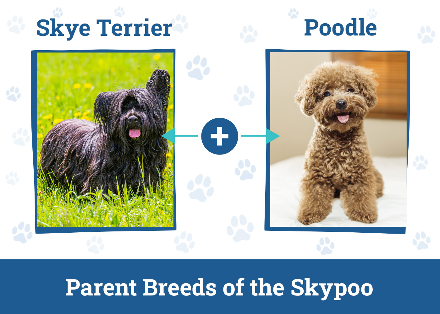 Parent Breeds of the Skypoo