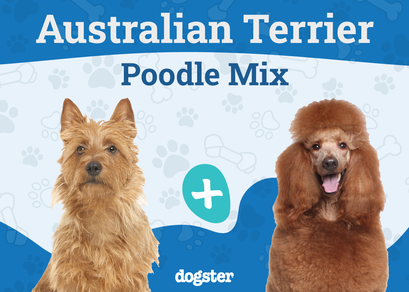 Terri-Poo (Australian Terrier & Poodle Mix): Info, Pictures, Care & More