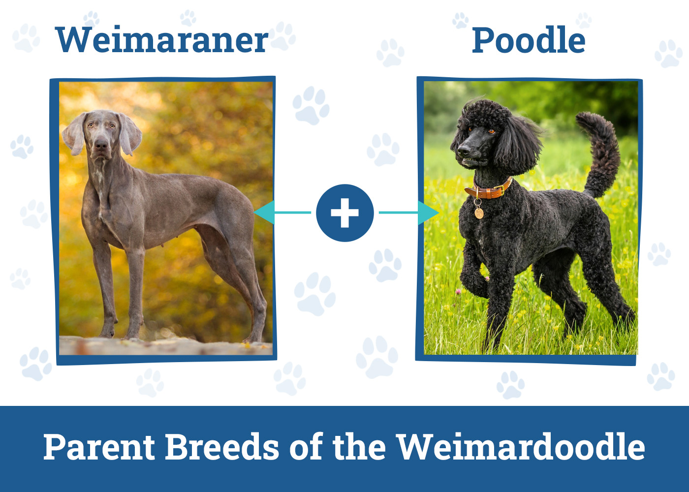 Parent Breeds of the Weimardoodle