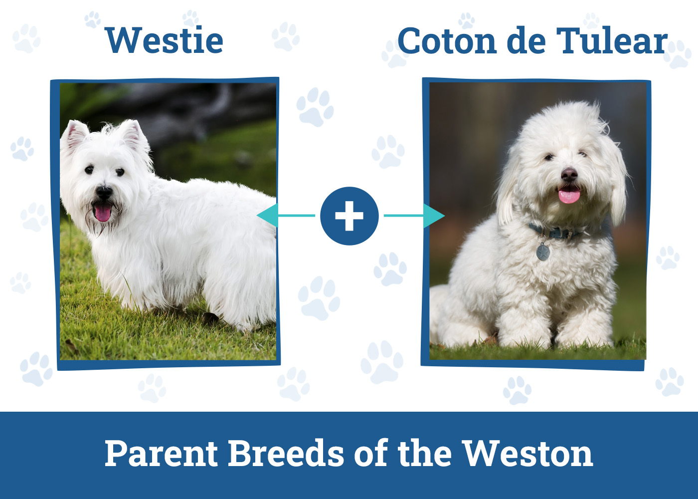 Parent Breeds of the Weston